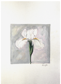 Iris blanc